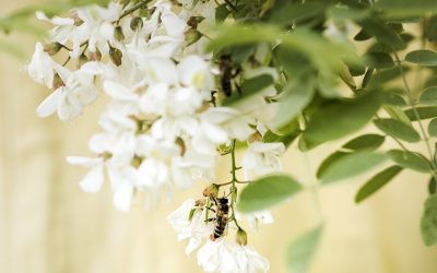 Maltempo: allarme per le api e il miele in Italia